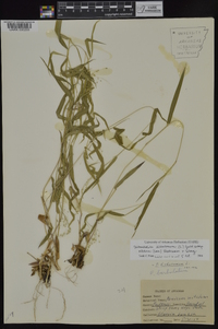 Dichanthelium dichotomum subsp. nitidum image