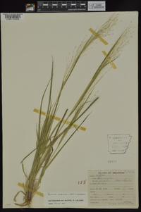 Panicum flexile image