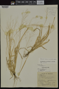 Panicum flexile image