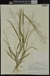 Panicum flexile image