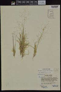 Panicum flexile image