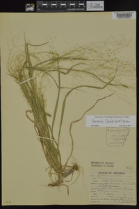 Panicum flexile image