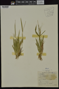 Dichanthelium laxiflorum image