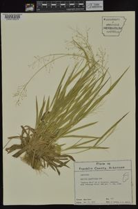 Dichanthelium laxiflorum image