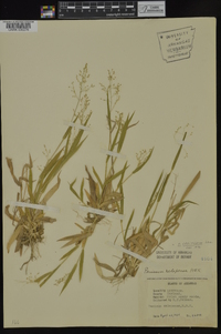 Dichanthelium laxiflorum image