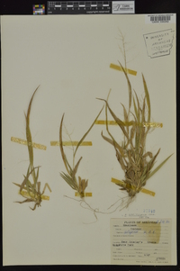 Dichanthelium laxiflorum image