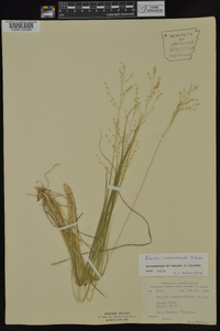 Dichanthelium linearifolium image