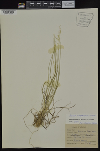 Dichanthelium linearifolium image