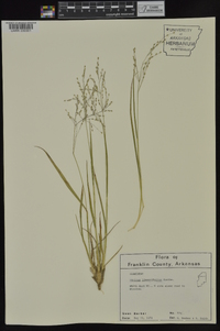 Dichanthelium linearifolium image