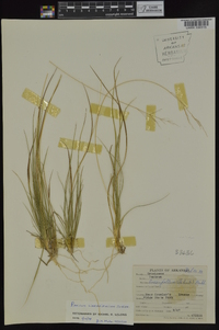 Dichanthelium linearifolium image