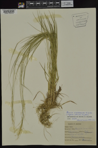 Dichanthelium linearifolium image