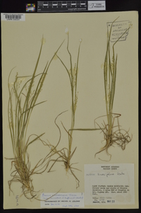 Dichanthelium linearifolium image