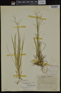 Dichanthelium linearifolium image