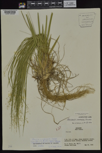 Dichanthelium linearifolium image