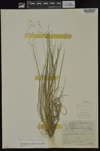 Dichanthelium linearifolium image