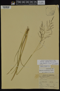 Coleataenia longifolia image