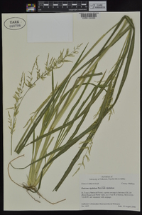 Coleataenia rigidula subsp. rigidula image