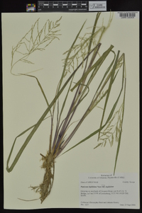 Coleataenia rigidula subsp. rigidula image