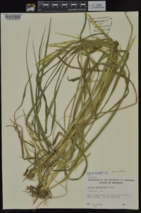 Coleataenia rigidula subsp. rigidula image