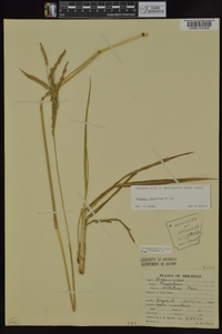 Paspalum dilatatum image