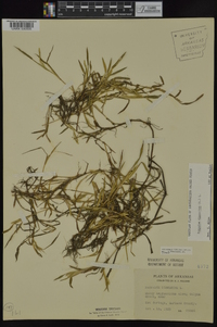 Paspalum dissectum image