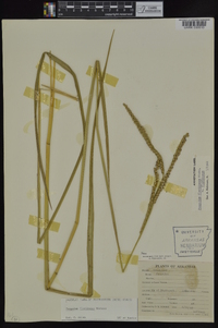 Paspalum floridanum image