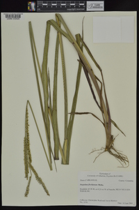 Paspalum floridanum image