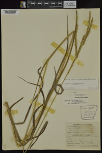 Paspalum floridanum image