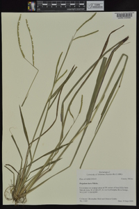 Paspalum laeve image