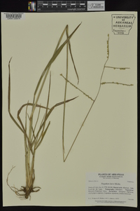 Paspalum laeve image