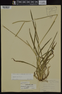 Paspalum laeve image