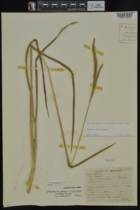 Paspalum laeve image