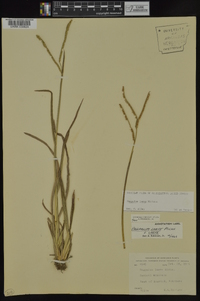 Paspalum laeve image