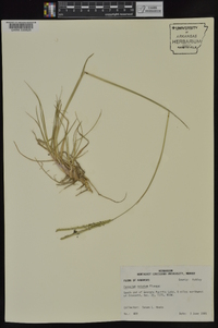 Paspalum notatum image