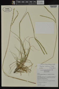 Paspalum notatum image