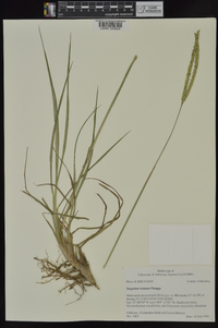 Paspalum notatum image