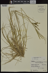 Paspalum notatum image