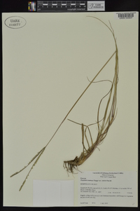 Paspalum notatum image