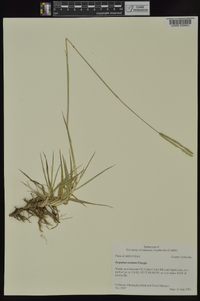 Paspalum notatum image