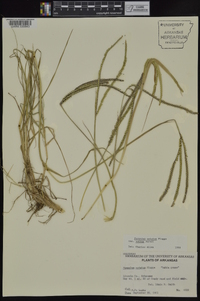 Paspalum notatum image