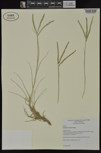 Paspalum notatum image