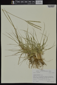 Paspalum notatum image