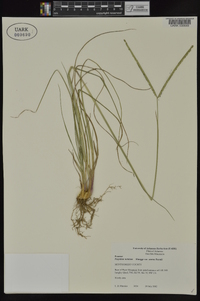 Paspalum notatum image