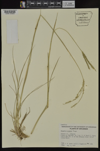 Paspalum notatum image