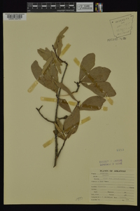 Quercus nigra var. heterophylla image