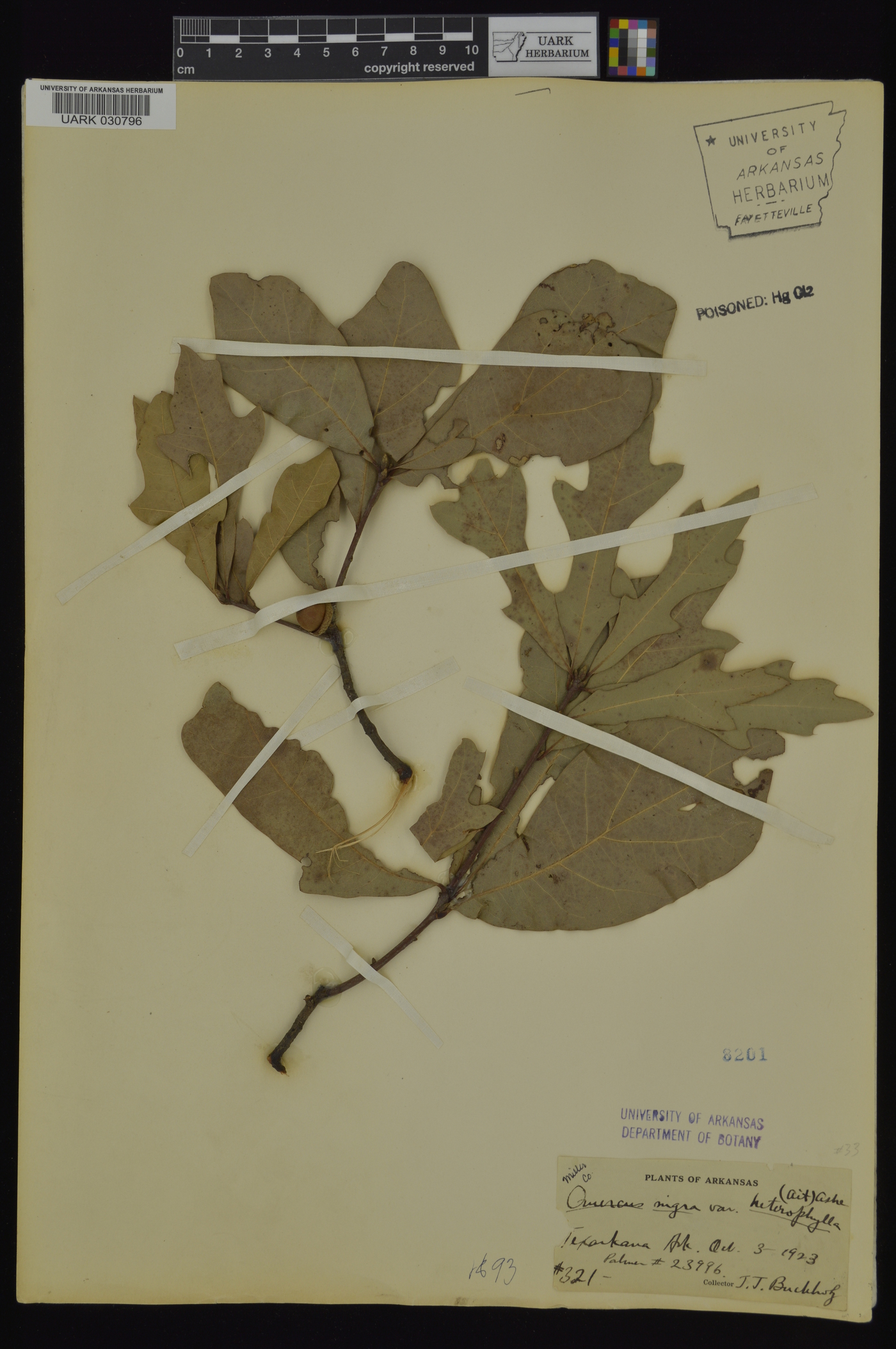 Quercus nigra var. heterophylla image