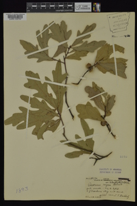 Quercus nigra var. heterophylla image