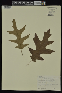 Quercus pagoda image