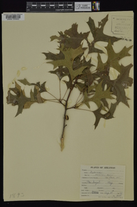 Quercus palustris image