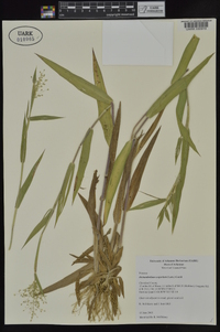 Dichanthelium scoparium image